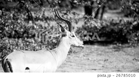 wild impala in the winter  bush 26785010