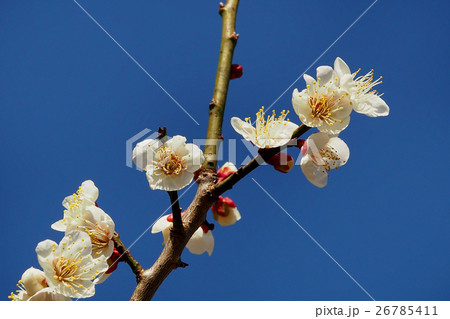 本場、大宰府の梅 26785411