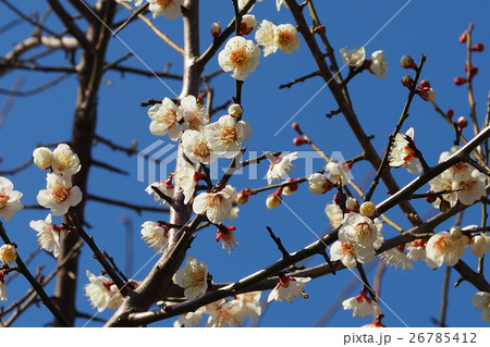 本場、大宰府の梅 本場、大宰府の梅 26785412