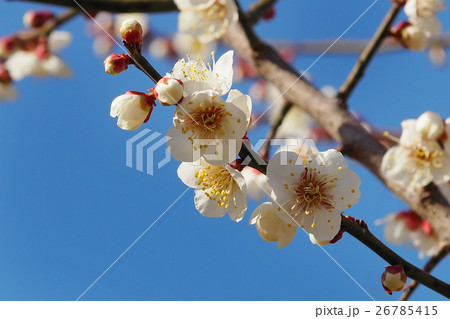 本場、大宰府の梅 本場、大宰府の梅 26785415