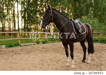 saddled horse stands on the sand saddled horse stands on the sand 26786955