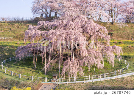 三春滝桜 26787746