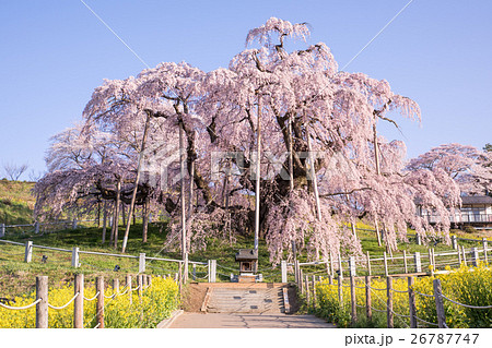 三春滝桜の写真素材