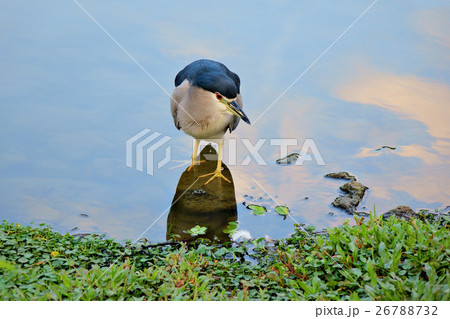 Night Heron standing beside the lake 26788732