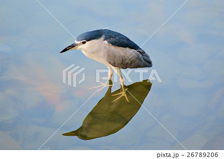 Night Heron standing beside the lake Night Heron standing beside the lake 26789206