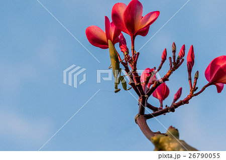 Praying mantis on a flower and blue sky background Praying mantis on a flower and blue sky background 26790055