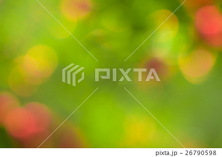 冬の森の可愛い緑と光のボケ素材 26790598