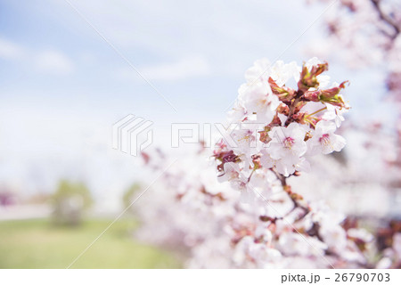 満開の桜(被写界深度浅め) 満開の桜(被写界深度浅め) 26790703