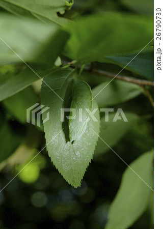 オオムラサキの蛹 26790730