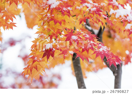 紅葉と初雪(ハイキー) 紅葉と初雪(ハイキー) 26790827