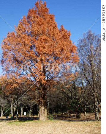 公園の秋 26791337