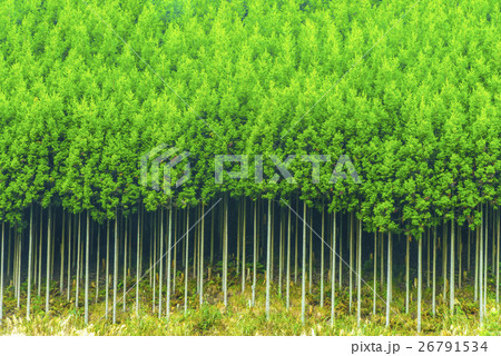 北山杉 北山杉 26791534