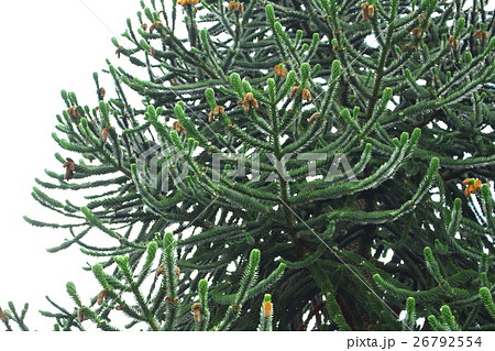 ロンドン紀行　その２４４　　：　　花と植物が織りなす色紙　その１９２ 26792554