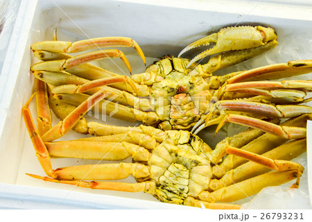 セイコガニ 26793231