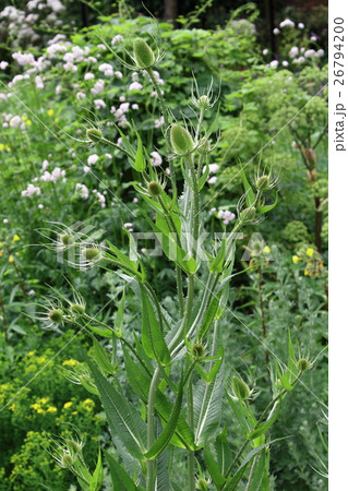 ロンドン紀行 その255  :  花と植物が織りなす色紙 その203 ロンドン紀行 その255  :  花と植物が織りなす色紙 その203 26794200