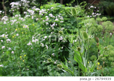 ロンドン紀行 その257 : 花と植物が織りなす色紙 その205 ロンドン紀行 その257 : 花と植物が織りなす色紙 その205 26794939