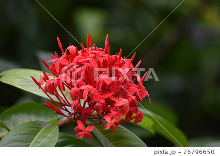 サンダンカ 26796650