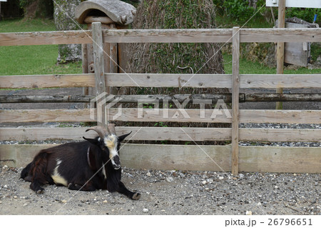 柵のそばで休むヤギ 柵のそばで休むヤギ 26796651