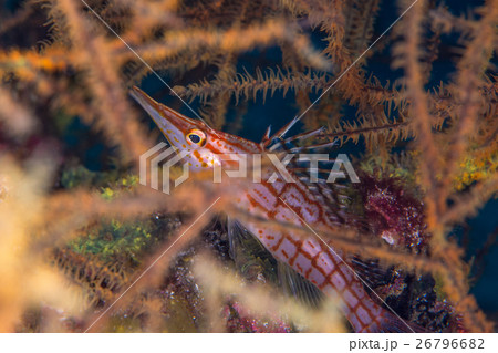 クダゴンベ 26796682