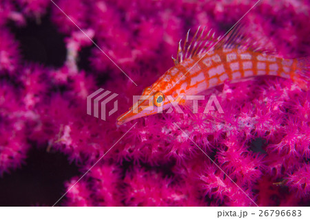 クダゴンベ 26796683