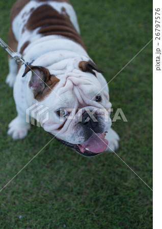 Bulldog stand on the grass Bulldog stand on the grass 26797576