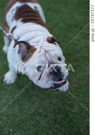 English bulldog close-up English bulldog close-up 26797577