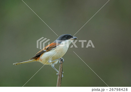 Burmese Shrike perching on a branch 26798428