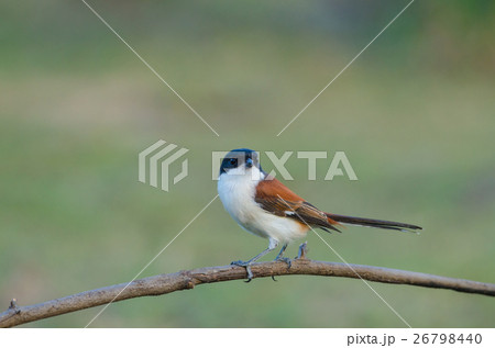 Burmese Shrike perching on a branch 26798440