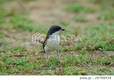 Burmese Shrike on ground 26798458