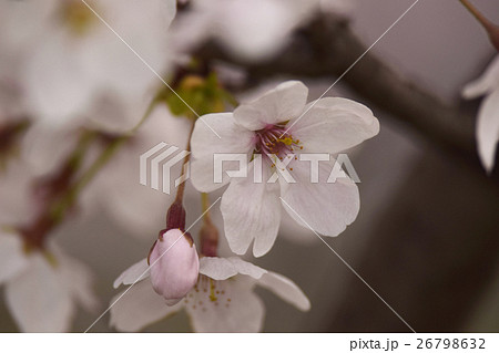 ソメイヨシノ　桜　 26798632