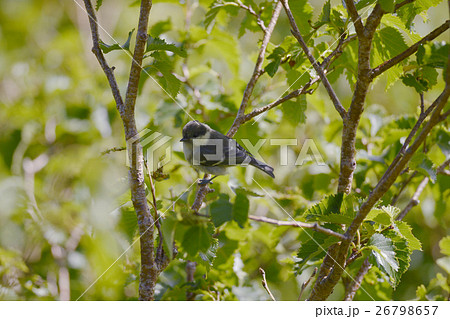 ヒガラ　日雀　Periparus ater Linnaeus　野鳥　小鳥　ハンノキ　 26798657