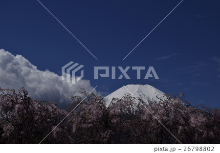 富士山 桜 サクラ 青空 世界遺産 雪 春 4月 山梨 風景 富士山 桜 サクラ 青空 世界遺産 雪 春 4月 山梨 風景 26798802