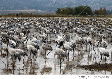 migratory birds in a national bird sanctuary Hula  26798830