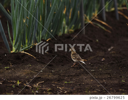 雲雀　ヒバリ　ひばり　鳥　小鳥　野鳥　鳥類　生き物　畑　ネギ　季節　土　花　褐色　茶色 26799625