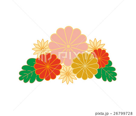 和風菊の花イラストのイラスト素材