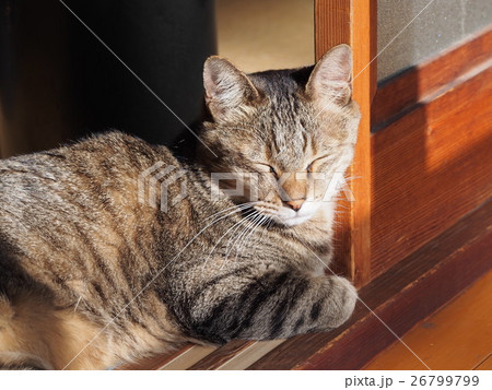 猫　ネコ 26799799