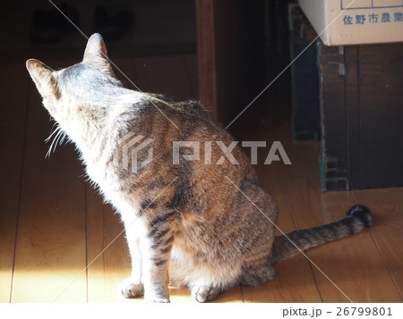 猫 ネコ 猫 ネコ 26799801