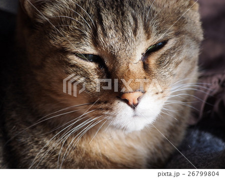 猫　ネコ 26799804