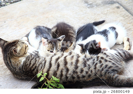 母猫の乳を飲むかわいい子猫の写真素材