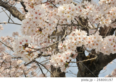 桜 桜 26800197