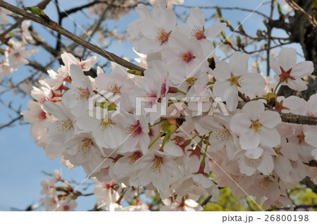 桜 26800198