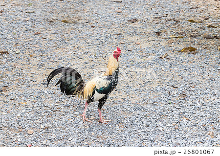 Gamecock walking looking for food 26801067
