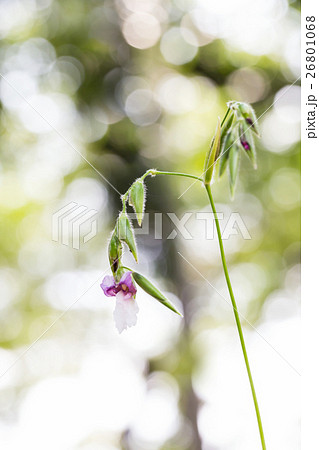 Thalia geniculata flower with bokeh background 26801068