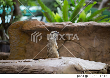 Single meerkat looking for hunter animal 26801616