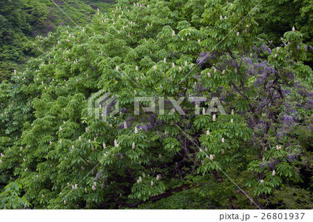 トチノキの花盛り 秋山郷 トチノキの花盛り 秋山郷 26801937