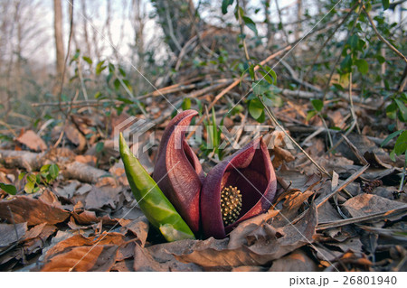 ザゼンソウの開花　宮床湿原 26801940