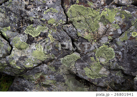 稜線の地図苔　 26801941