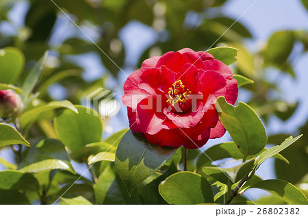つばき 26802382