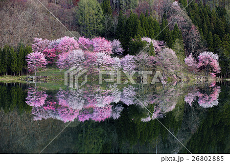 中綱湖の桜 中綱湖の桜 26802885