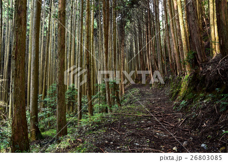 世界遺産 紀伊山地の杉林 世界遺産 紀伊山地の杉林 26803085